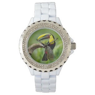Montre Toucan assis sur la branche dans la forêt