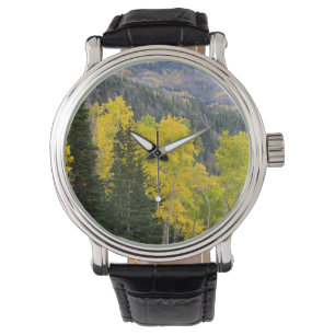 Montre Trembles (Populus Tremuloides) et conifères 2