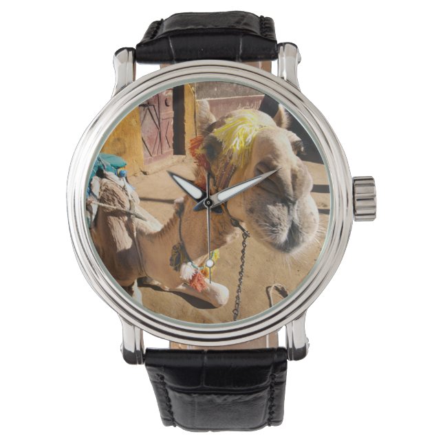 Montre Un chameau convivial attend son prochain coureur,  (devant)