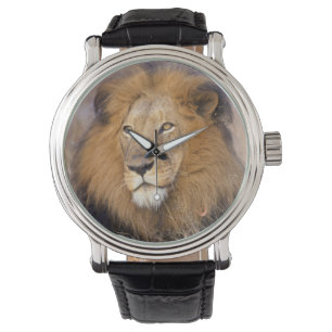 Montre Un portrait d'un Lion regardant au loin