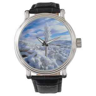 Montre Un yucca enneigé