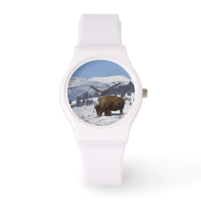 Montre USA, WY, Yellowstone NP, American Bison Bison (Recto)