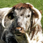 MONTRE VACHE<br><div class="desc">Un design photographique d'une vache longhorne anglaise une race brune et blanche de bovins de boucherie.</div>