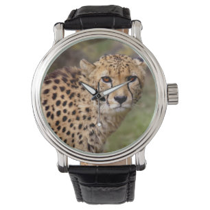 Montre Veille du guépard