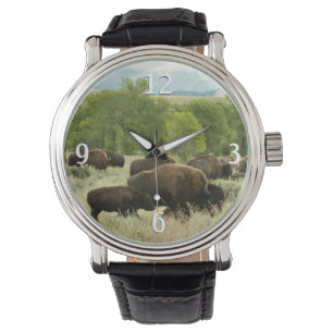 Montre Wyoming Bison Nature Animal Photographie