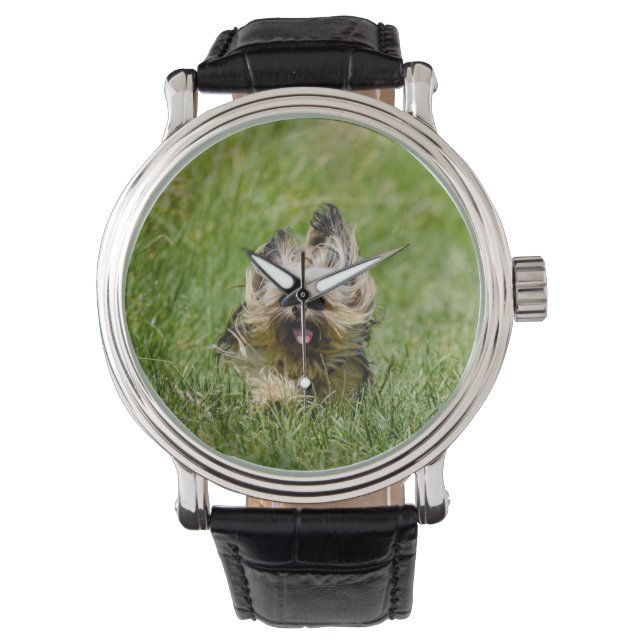 Montre Yorkshire Terrier mignon courant dans l'herbe (devant)