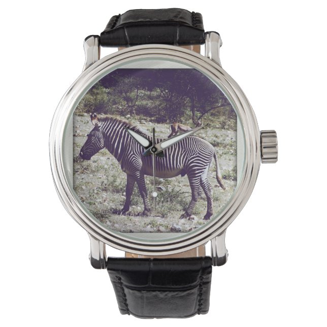 Montre Zèbre au Kenya (devant)