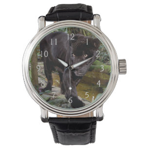 Montre Zoo de la ville de Belize. Panthère noire