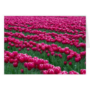 Montrer le jardin de bulbes de tulipes à floraison