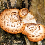 MONTRES DE POCHE FUNGI<br><div class="desc">Un design photographique de champignons poussant sur un arbre.</div>