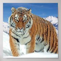 Monts du Tigre de neige Nature Poster photo hiver