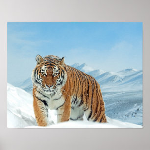 Monts du Tigre des neiges Hiver Nature Poster phot