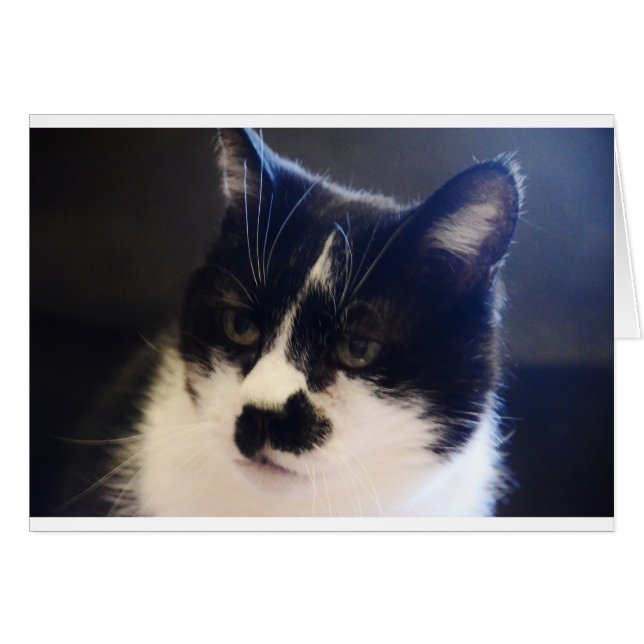 Monty Cat (Devant horizontal)