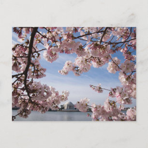 Monumenten   Jefferson Memorial Kersenbloesem Briefkaart