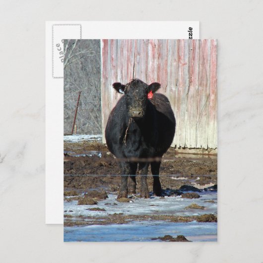 Moo Briefkaart (Voorkant / Achterkant)