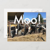 Moo Cows Briefkaarten (Voorkant / Achterkant)