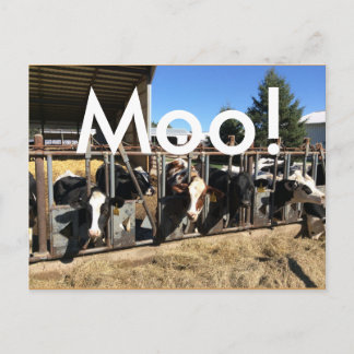 Moo Cows Briefkaarten