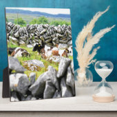 Moo Koeien Fotoplaat (Zijkant)