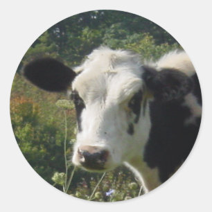 Moo Ronde Sticker