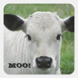 Moo - Witte Koe Stickers