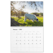 Moochi le mini calendrier de vache (Feb 2026)