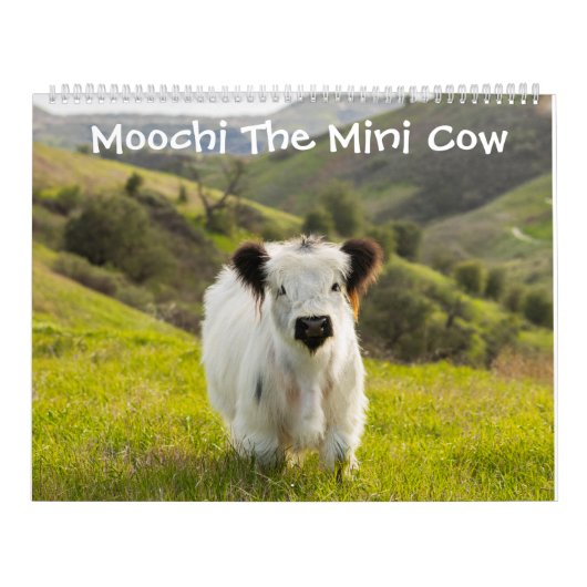 Moochi le mini calendrier de vache (Protection)