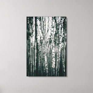 Moody berken in bos Monochroom Canvas Afdruk
