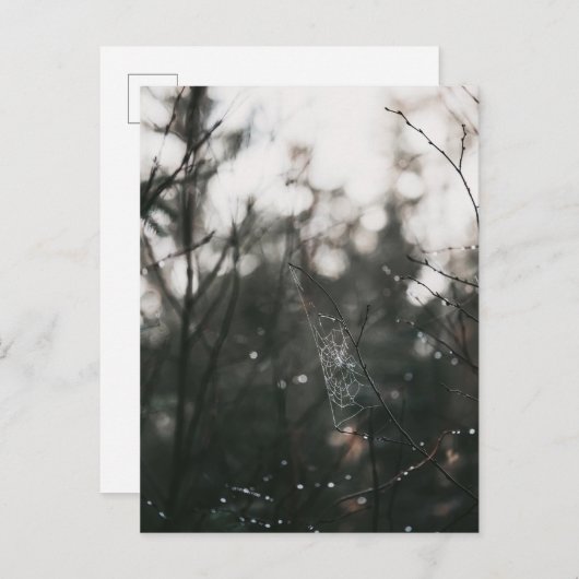 Moody Forest Dew Spider Web Briefkaart (Voorkant / Achterkant)