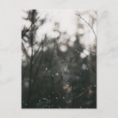 Moody Forest Dew Spider Web Briefkaart (Voorkant)