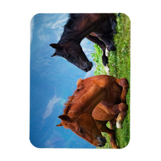 Moody Mountain Paarden: Fijne Kunst  Magneet