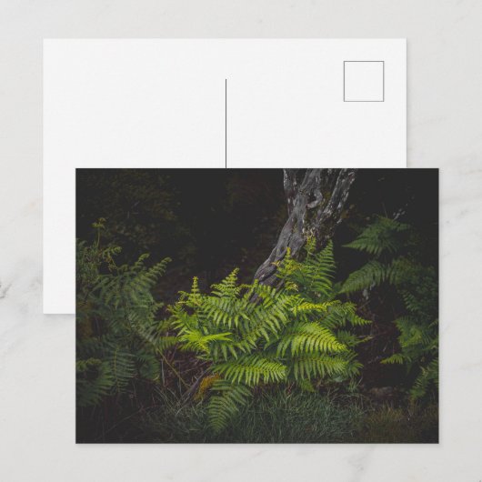 Moody nature with forest ferns briefkaart (Voorkant / Achterkant)