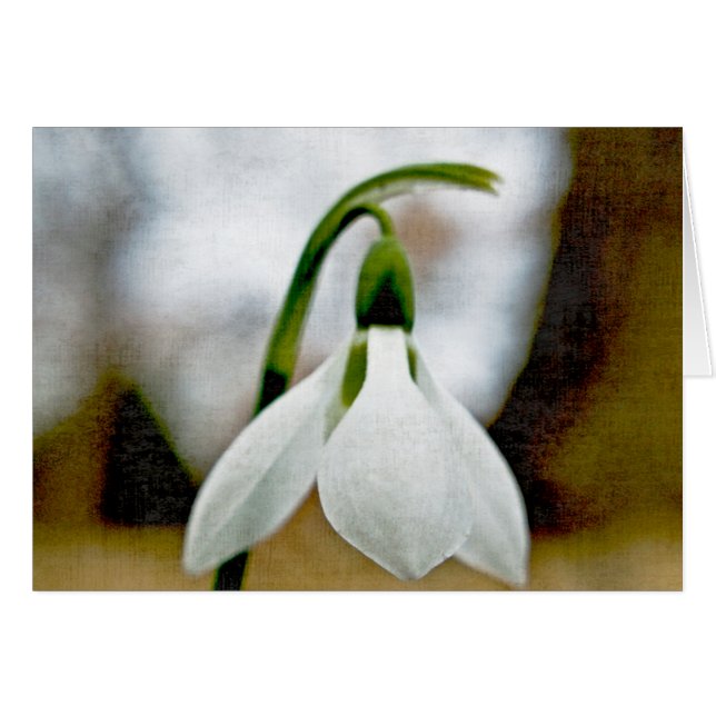 Moody Snowdrop (Devant horizontal)
