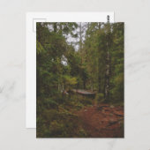 Moody Swedish Forest Briefkaart (Voorkant / Achterkant)