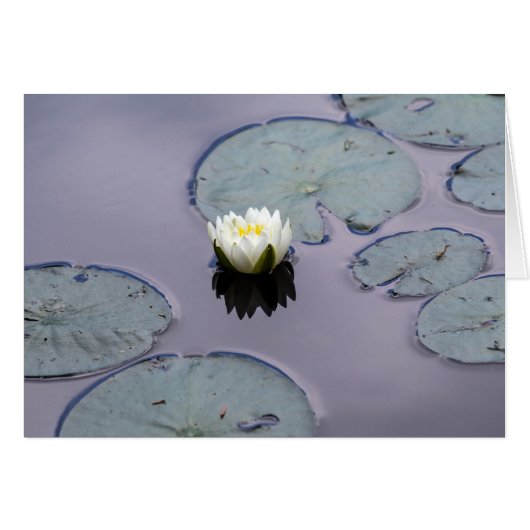 Moody Water Lily (Devant horizontal)