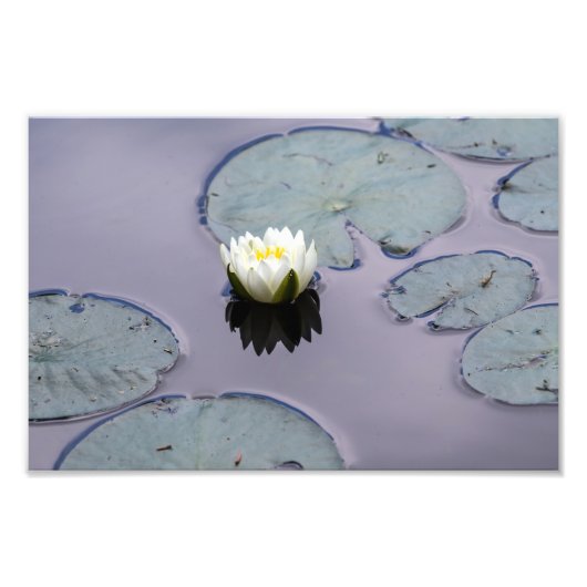 Moody Water Lily Foto Afdruk (Voorkant)