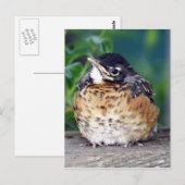 Mooi Baby Robin Briefkaart (Voorkant / Achterkant)
