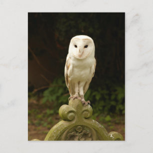 Mooi Barn Owl Briefkaart