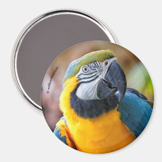 Mooi blauw en Gold Macaw Magneet (Voorkant / Achterkant)
