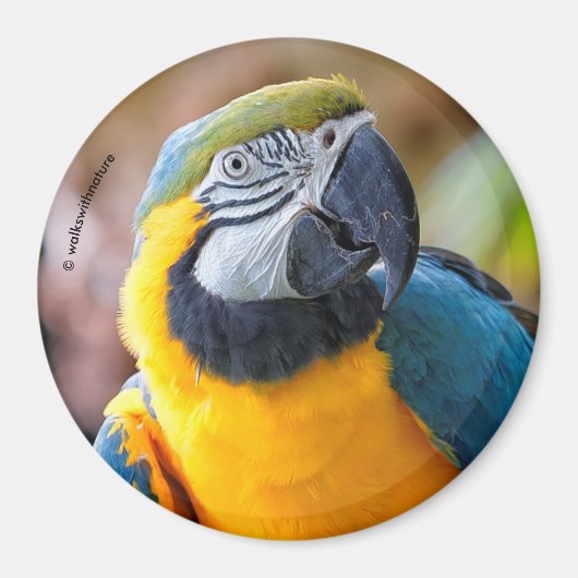 Mooi blauw en Gold Macaw Magneet (Voorkant)