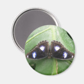 Mooi blauw gebotterde vlindermagneet magneet (Voorkant / Achterkant)