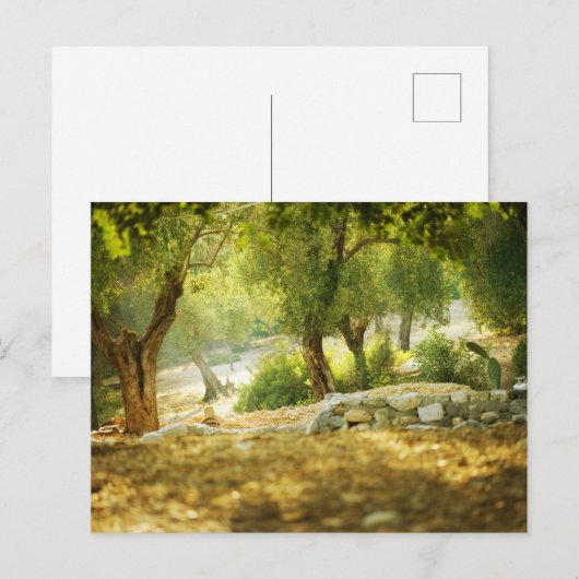 Mooi bos briefkaart (Voorkant / Achterkant)