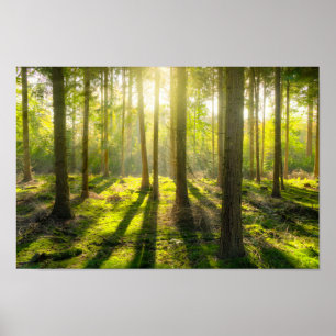 Mooi boslicht poster