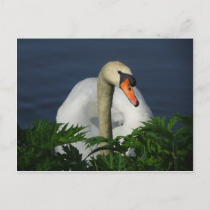 Mooi Briefkaart Swan DIY