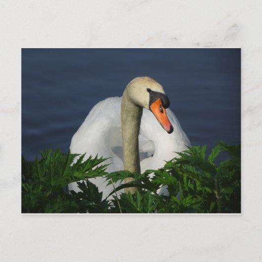 Mooi Briefkaart Swan DIY (Voorkant)