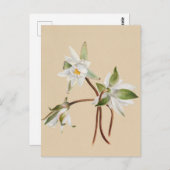 Mooi Briefkaart van Botanische Illustratie (Voorkant / Achterkant)