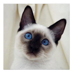 Mooi Chic Sweet Pet Siamese Kitten Cat Poster Perfect Poster