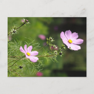 Mooi Cosmea Flowers Verticaal DIY Briefkaart