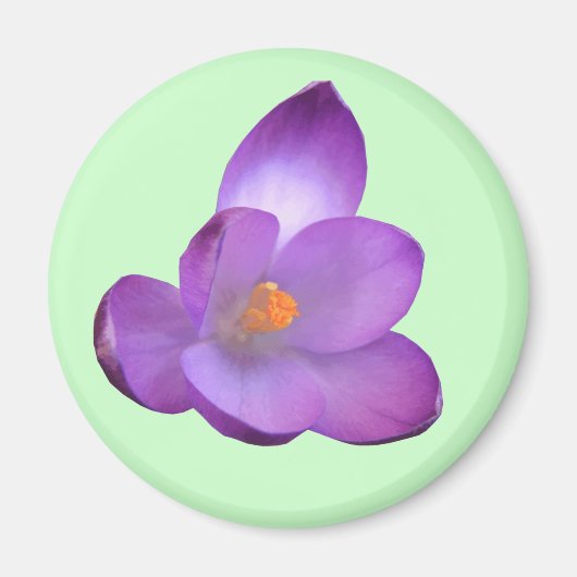 Mooi Crocus Magnet Magneet (Voorkant)