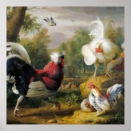  mooi de hanen vechten poster (Voorkant)