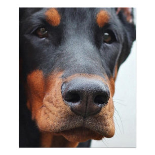 Mooi Doberman Pinscher Foto Afdruk